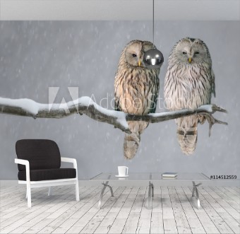 Picture of Pair of Ural owls sitting on branch Strix uralensis